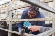 Toni Hill is feeding a baby goat.