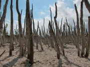 Mangrovenwurzeln in der Gezeitenzone. Riesige Gebiete der Florida Bay sind mit Mangroven bedeckt.