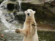Eisbär Knut