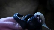 Ein Starkregen weckt Shaun mitten in der Nacht und es tropft durch das Scheuendach.