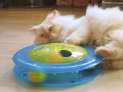 Bombadil the cat playing.