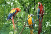 Papageien im Leipziger Zoo.