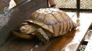 Turtle on the truck.