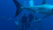 Back end of shark passes past cage as divers are on top of cage.