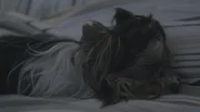 A little puppy