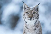 Der Luchs ist hervorragend an die kalten Monate in den Karpaten angepasst.