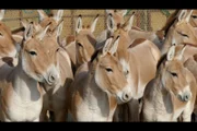 30 Kulane aus dem Altyn-Emel-Nationalpark sollen in die kasachische Torgai-Steppe umgesiedelt werden, um dort eine neue Population aufzubauen.