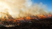 Ein Gras Feuer in der brasilianischen Cerrado.