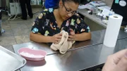 Dr. Jeff must act fast to save a kitten with head trauma. Then Dr. Amy treats a dog whose weak heart makes surgery a risk. A good Samaritan helps a family when their pit bull is hit by a car. And Dr. Baier gets a workout trying to treat two wallabies.