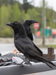 Two Common Ravens perch on the bed of a pickup truck in British Columbia.