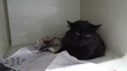 Scarf is in a kennel in the OR.