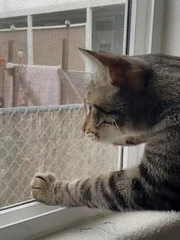 Mac looking out a window.