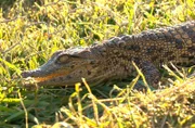 Die Krokodil-Babys werden vor der nächtlichen Kälte in Sicherheit gebracht.