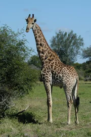 AFRICA: Giraffes are the world's tallest mammals, thanks to their towering legs and long necks.