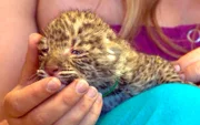 Die Baby-Leoparden sind die neuen Lieblinge auf Harnas.