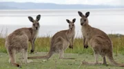 Australisches Riesenkänguruh auf Maria Island