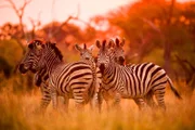 Moremi Game Reserve, Botswana  - A small group of zebra huddle together at sunset in the Khwai area of Moremi Game Reserve.