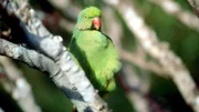 Sittich auf Mauritius.