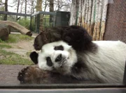 Pandabär BaoBao