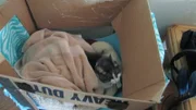 Storm laying in its kitty box.