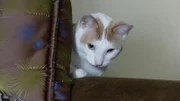 The cat inside.