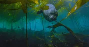 Eine faszinierende Welt der Kelp-Wälder entlang der Olympic Halbinsel sind das Zuhause vieler Tiere, wie dem Seehund.