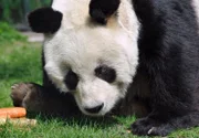 . . ARD/rbb PANDA, GORILLA & CO., TEIL 148, "Geschichten aus dem Zoo Berlin und dem Tierpark Berlin", am Donnerstag (17.06.10) um 16:10 Uhr im ERSTEN. Pandab‰r BaoBao bekommt zum Fr¸hst¸ck Suppe, alles fein p¸riert, denn mit seinen 31 Jahren schlabbert er lieber sein Essen, als das er kaut. © rbb/Thomas Ernst, honorarfrei - Verwendung gem‰ﬂ der AGB im engen inhaltlichen, redaktionellen Zusammenhang mit genannter rbb-Sendung bei Nennung "Bild: rbb/Thomas Ernst" (S2). rbb Presse & Information, Masurenallee 8-14, 14057 Berlin, Tel: 030/97 99 3-12118 oder -12116, pressefoto@rbb-online.de.