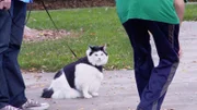 Elvis the cat.