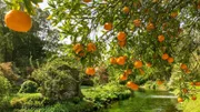 Garten von Ninfa