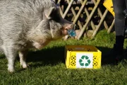 Das Schwein Hanni beim Müll sortieren, während Servus TV´s "Beste Freunde" in Rohrbach, Steiermark, Österreich.