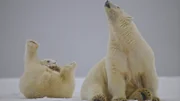 Zeit für eine Siesta: diese halbwüchsigen Eisbären genießen das Leben.