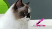 Albert the cat.
