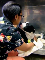 When a dog is rushed into the clinic foaming at the mouth, Dr. Jeff must act fast to save his life. Dr. Lindsay gets a big surprise when she treats a sick golden doodle. And when Dr. Jeff meets Penelope the Pig, he faces a surgery he's never done before.