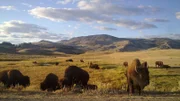 Yellowstone ist der älteste Nationalpark der USA - und die Heimat großer Bisonherden.