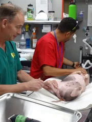 Dr. B and Hector do a spay procedure on Strawberry the pig.