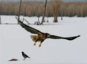Halbwüchsiger Seeadler im Abflug.