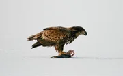 Halbwüchsiger Seeadler im Winter auf einem Fisch.
