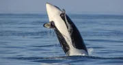 Lange Zeit war "Killerwal" der verbreitete Name für Schwertwale. Heute bevorzugen Zoologen den Namen "Orca".