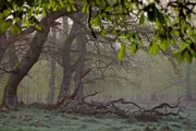 Bevor der Mensch Dänemark besiedelte, war das Land von üppigen Mischwäldern bedeckt. Der Urwald von Lille Vildmose ist ein letzter Rest dieser Waldgebiete.