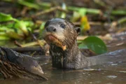 Riesenotter.