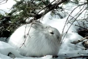 Kanadische Schneeschuh-Hasen.