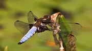 Universum: "Libellen - Die Himmelsjäger", Dieser Film präsentiert Libellen, wie man sie noch nie gesehen hat. Faszinierende Makroaufnahmen führen in die Welt dieser Insekten, die schon zu Zeiten der Dinosaurier auf der Erde lebten. Spektakuläre Superzeitlupen und aufwändige Computeranimationen verraten erstmals, wie Libellen ihre Beute blitzschnell im Flug fangen - und wie sie sich in der Luft paaren. Unterwasseraufnahmen enthüllen die Entwicklung der räuberischen Libellenlarve, Zeitrafferszenen das Schlüpfen des fertig entwickelten Insekts. Doch die farbenprächtigen Flugakrobaten schweben in Gefahr: Die bevorzugten Lebensräume der Libellen an und in Gewässern schrumpfen zusehends - und so sind allein in Europa bereits etwa 80 Arten vom Aussterben bedroht.