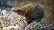Wasserspitzmaus.