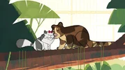 Maevas Kätzchen 'Prinzessin' und das Matschie-Baumkänguru 'Obi' haben sich schnell angefreundet und sind auf den höchsten Baum im Reservat geklettert.