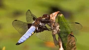 Universum: "Libellen - Die Himmelsjäger", Dieser Film präsentiert Libellen, wie man sie noch nie gesehen hat. Faszinierende Makroaufnahmen führen in die Welt dieser Insekten, die schon zu Zeiten der Dinosaurier auf der Erde lebten. Spektakuläre Superzeitlupen und aufwändige Computeranimationen verraten erstmals, wie Libellen ihre Beute blitzschnell im Flug fangen - und wie sie sich in der Luft paaren. Unterwasseraufnahmen enthüllen die Entwicklung der räuberischen Libellenlarve, Zeitrafferszenen das Schlüpfen des fertig entwickelten Insekts. Doch die farbenprächtigen Flugakrobaten schweben in Gefahr: Die bevorzugten Lebensräume der Libellen an und in Gewässern schrumpfen zusehends - und so sind allein in Europa bereits etwa 80 Arten vom Aussterben bedroht.