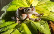 Baumfrosch auf einem Blatt.