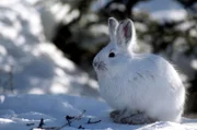 Schneeschuh-Hase.