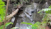 Der Alligator ist das Symbol der Everglades. Der Nationalpark wurde 1947 gegründet, um die stetig schwindenden Feuchtgebiete zwischen Lake Okeechobee, der Küste des Atlantiks und des Golfs von Mexiko zu schützen.
