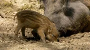 Universum: "Kitz & Co - Die Kunst des Verschwindens", Warum hat ein Rehkitz weiße Flecken - und warum verschwinden sie, wenn es älter wird? Wieso sind Frischlinge gestreift und erwachsene Wildschweine nicht? Es sind ausgefeilte Tarnstrategien, die Kitz & Co das Überleben in der Natur sichern sollen. Universum-Regisseur Kurt Mündl begleitet das Heranwachsen eines Rehkitzes und zeigt, wie Tierkinder das Versteckspiel im Wald meisterlich beherrschen. Im Bild: Frischling und Muttersau.