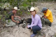 Lydia erforscht seit acht Jahren die Ameisenbären im Pantanal. Bei einer Einfangaktion bekommt dieses Weibchen ein neues Sendehalsband.